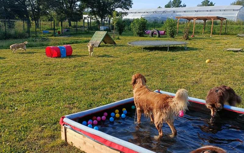 Chiens dans une pataugeoire au centre aéré woofstock